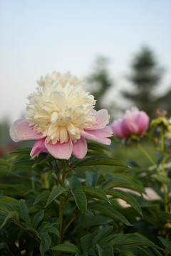 芍藥花