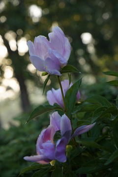 芍藥花