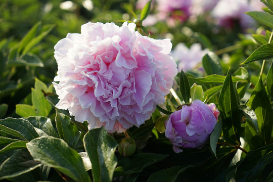 芍藥花