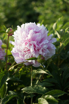 芍藥花