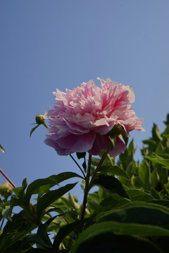 芍藥花