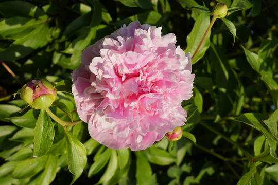芍藥花