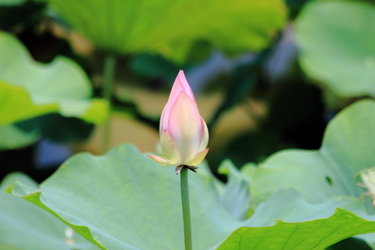 小荷尖角