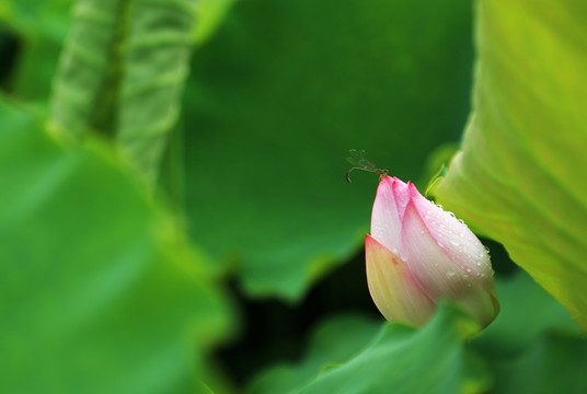蓮花