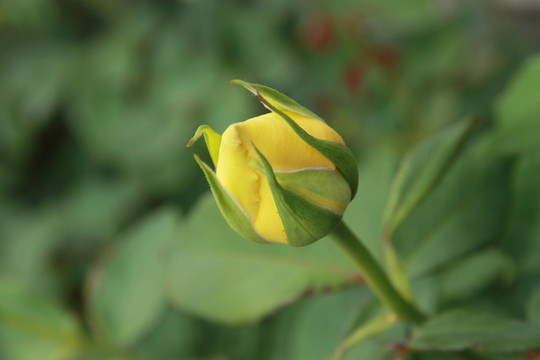 春末雨后玫瑰花