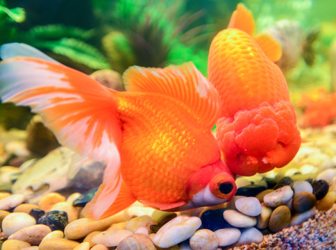 獅頭金魚