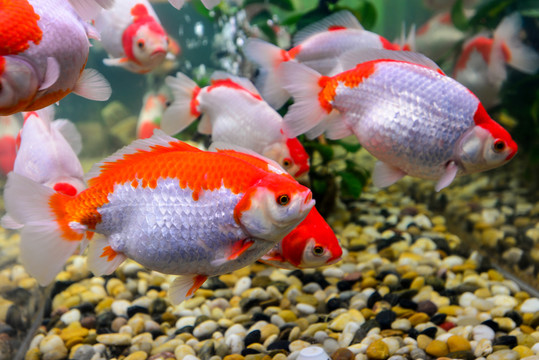 紅白珍珠金魚