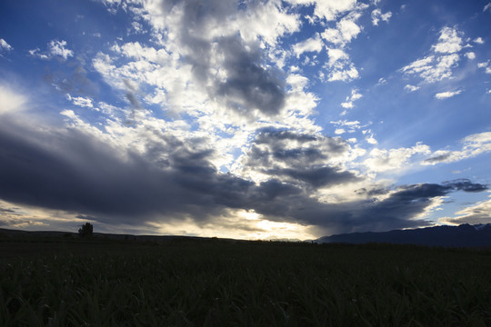 田野