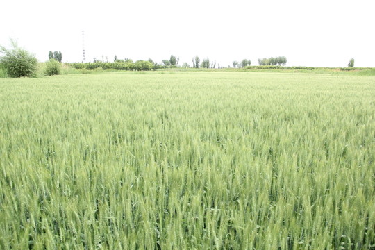 小麥田