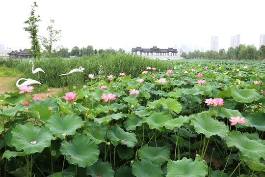 荷花荷葉