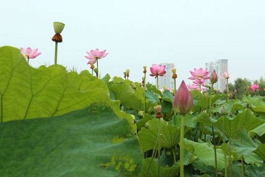 荷花荷葉