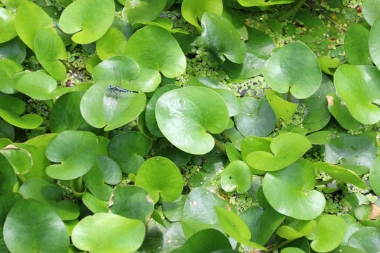 水生植物