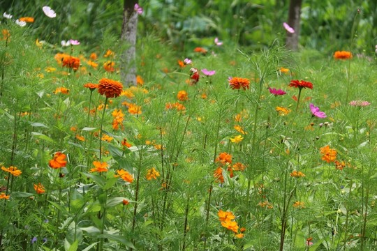 花卉