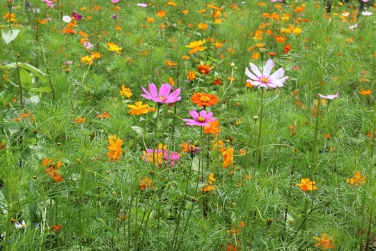 花卉
