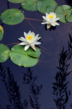 蓮花