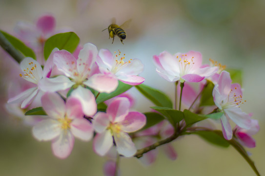 蜂花迎春