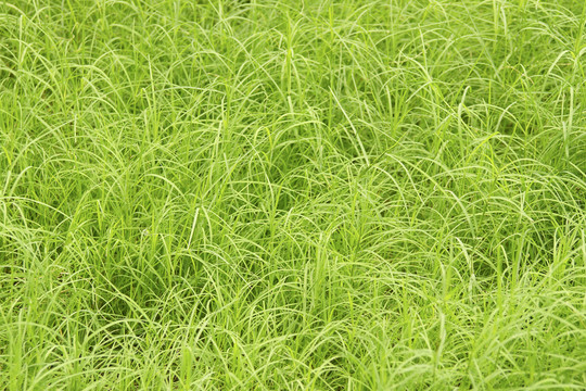 綠草背景