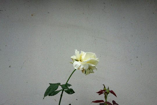 花枝