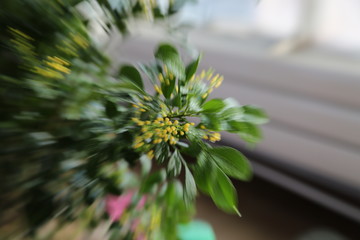含苞米蘭