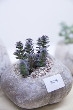 多肉植物茜之塔
