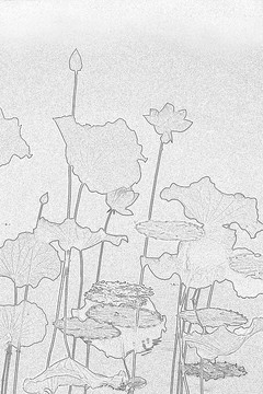 花卉設(shè)計 荷花