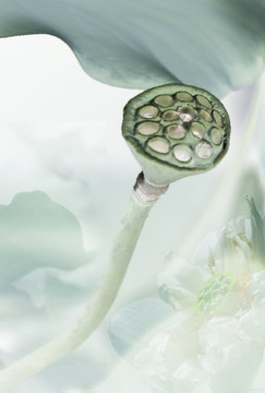 水墨蓮蓬