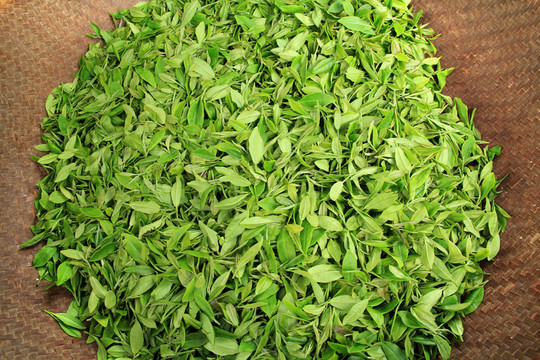 龍井茶加工 新鮮待炒的茶葉