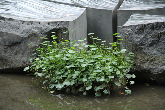 園藝小景 金錢草