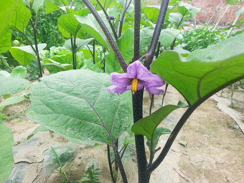 茄子花
