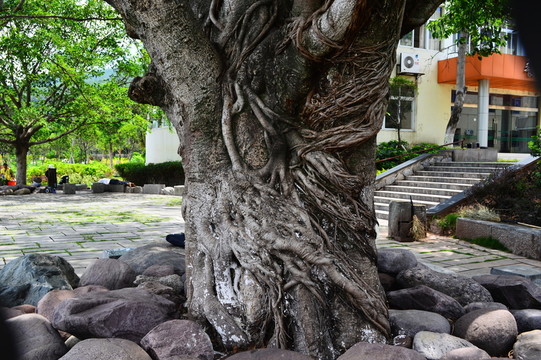 黃葛樹(shù)