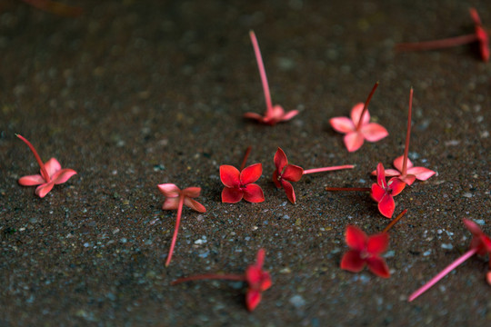 落花