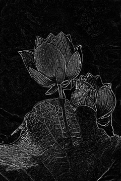 花卉設(shè)計 荷花背景素材