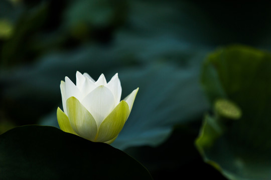 洪湖公園荷花