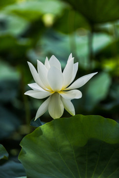 洪湖公園荷花