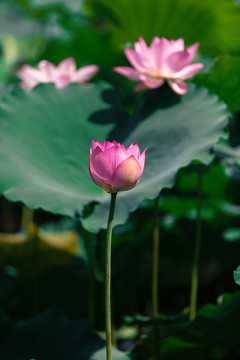 荷花