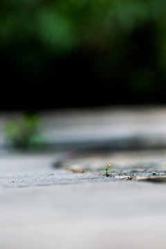 小草的特寫