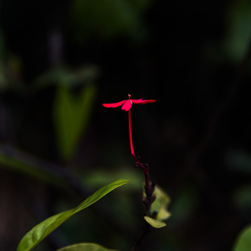 凋零的龍船花