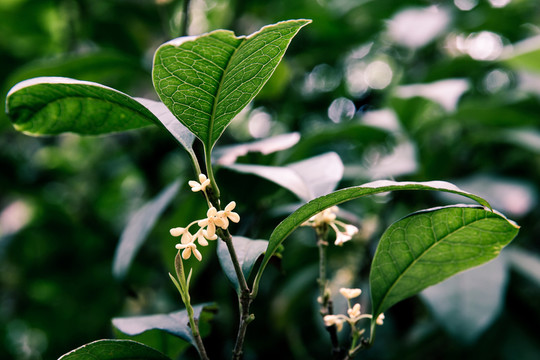 桂花