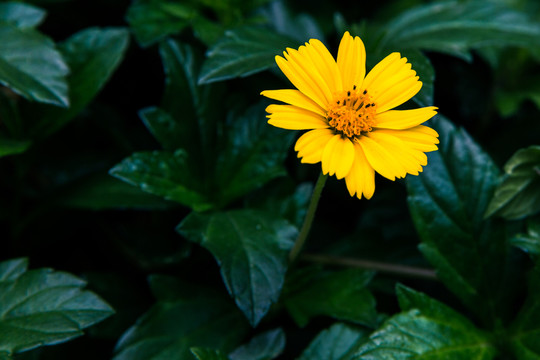 蟛蜞菊