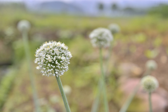 蔥花