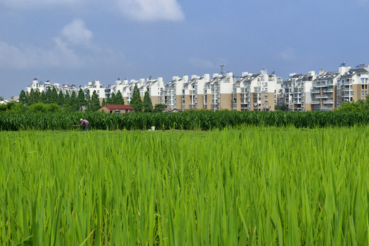 茭白田 新農(nóng)村