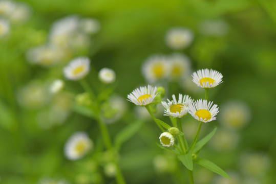 小野花