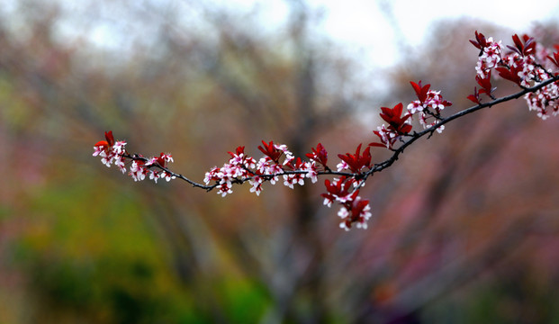 紫葉李花