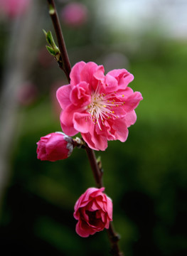 梅花綻放