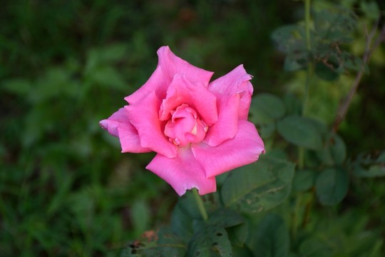 月季花