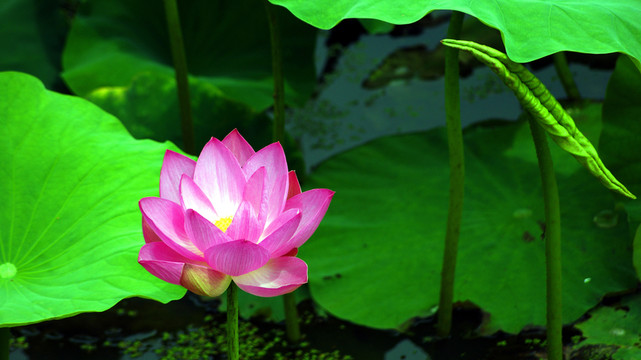 荷花