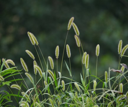 狗尾巴草