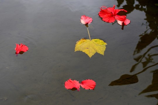 落葉落花