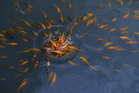 鯉魚戲水