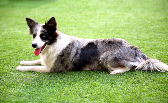 邊境牧羊犬